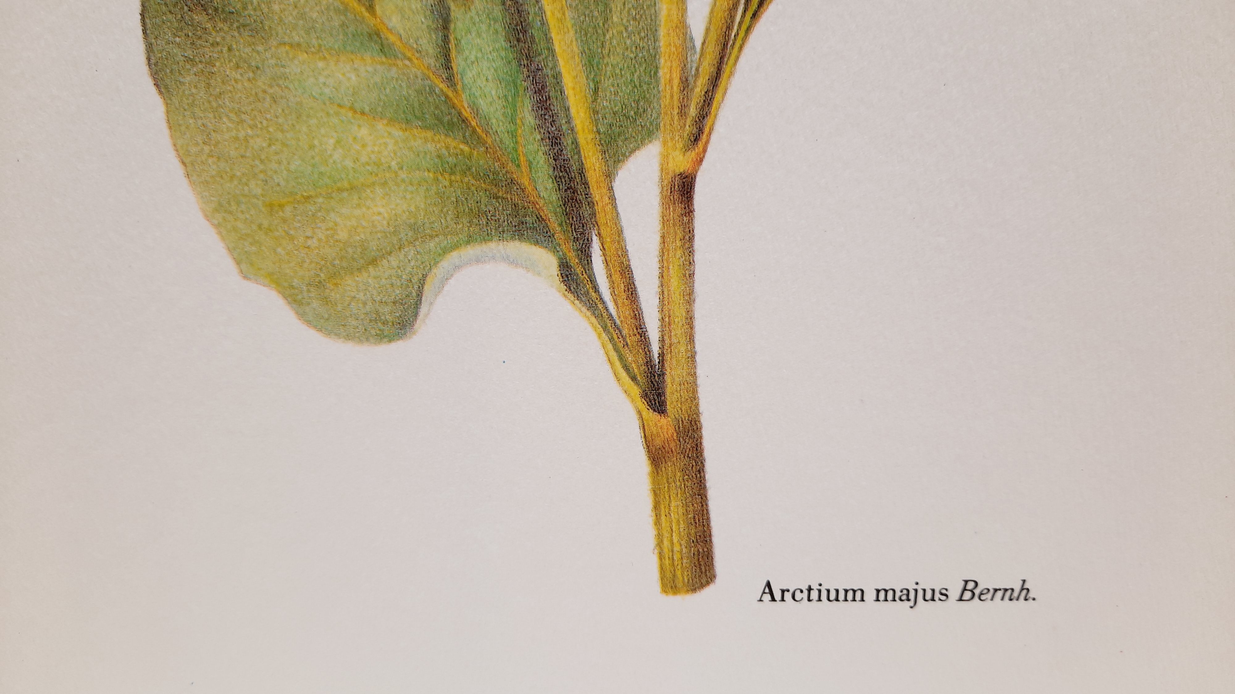 Great Bardane botanical board