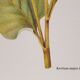 Great Bardane botanical board