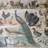 Lot de trois gravures aquarellées