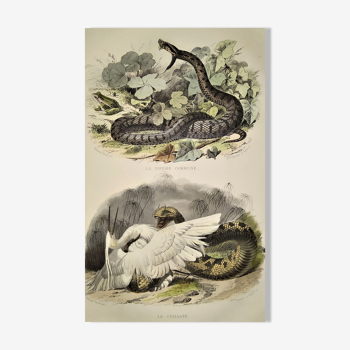 Original zoological plate of 1839 "saurian" the common viper & .....