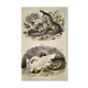 Planche zoologique originale de 1839 "saurien" la vipere commune & .....