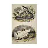 Original zoological plate from 1839 "saurian" the common viper & .....