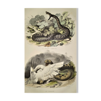 Planche zoologique originale de 1839 "saurien" la vipere commune & .....