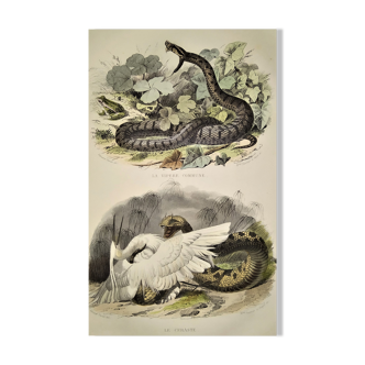 Original zoological plate from 1839 "saurian" the common viper & .....