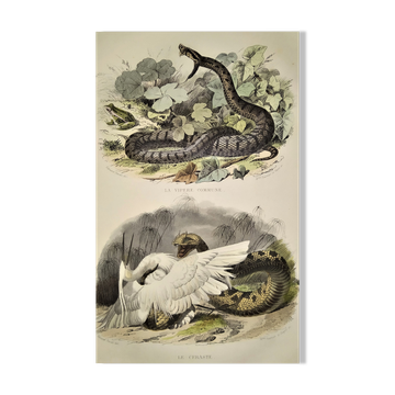 Original zoological plate from 1839 "saurian" the common viper & .....
