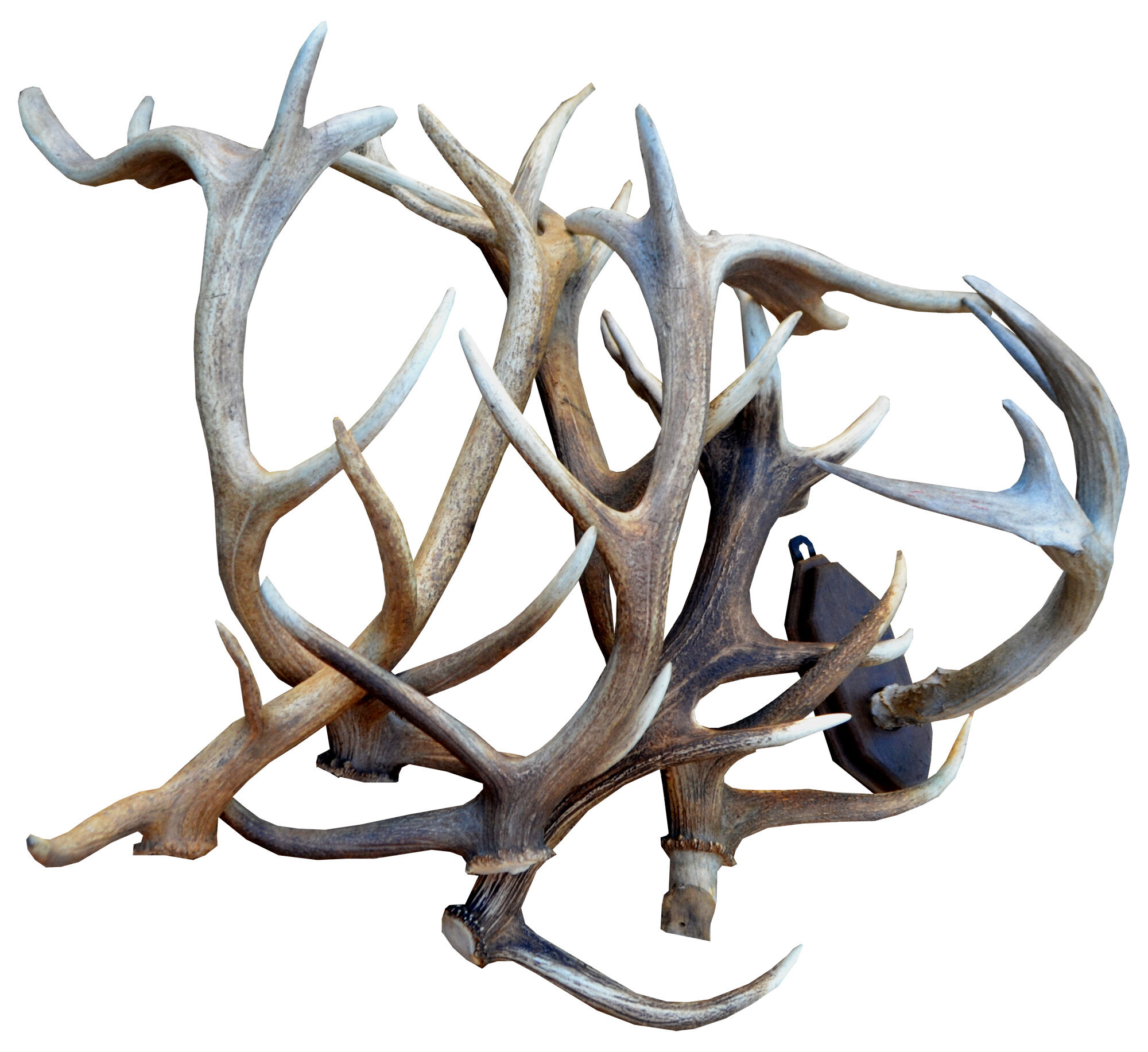 Deer antlers