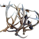Deer antlers
