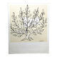 Lithographie de Henri Matisse, d'après Le Buisson, 1994