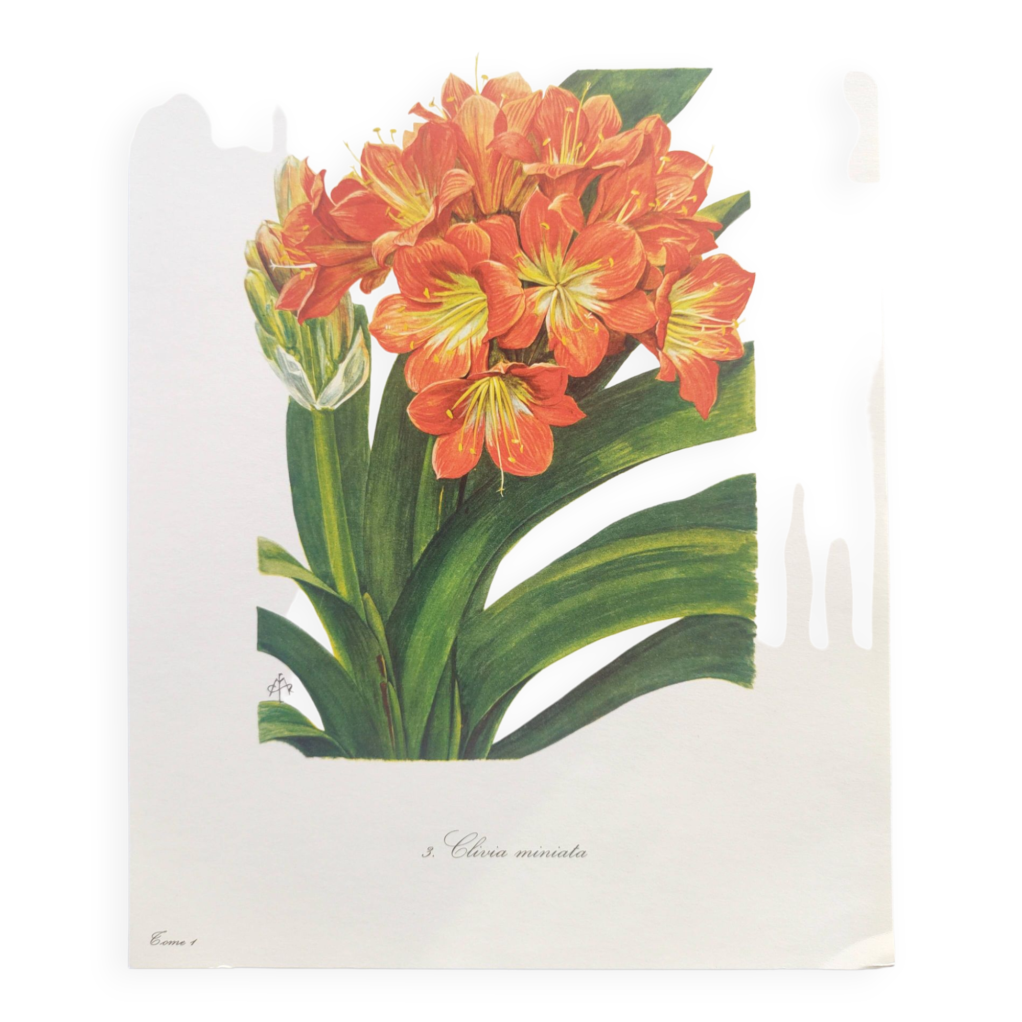 Vintage botanical plate from 1978 - Scarlet Clivia - Plant engraving - Watercolor M.Rollinat