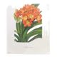 Vintage botanical plate from 1978 - Scarlet Clivia - Plant engraving - Watercolor M.Rollinat