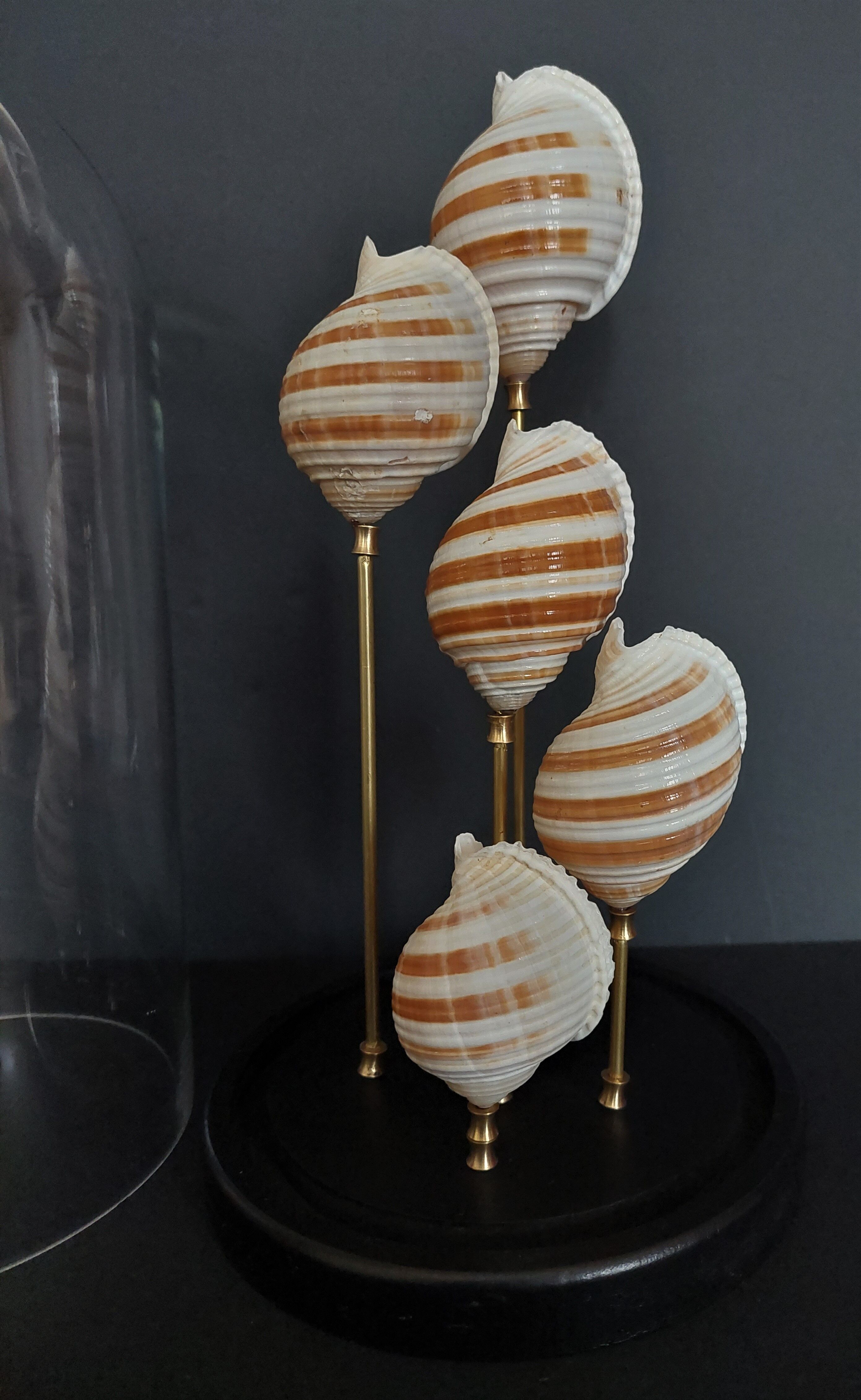 Cabinet of Curiosities globe shells tonna sulcosa
