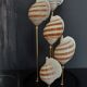 Cabinet of Curiosities globe shells tonna sulcosa