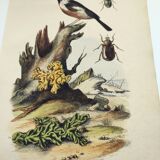 Gravure ancienne de 1838 -Oiseau Traquet - Planche coloriée à la main zoologique et botanique