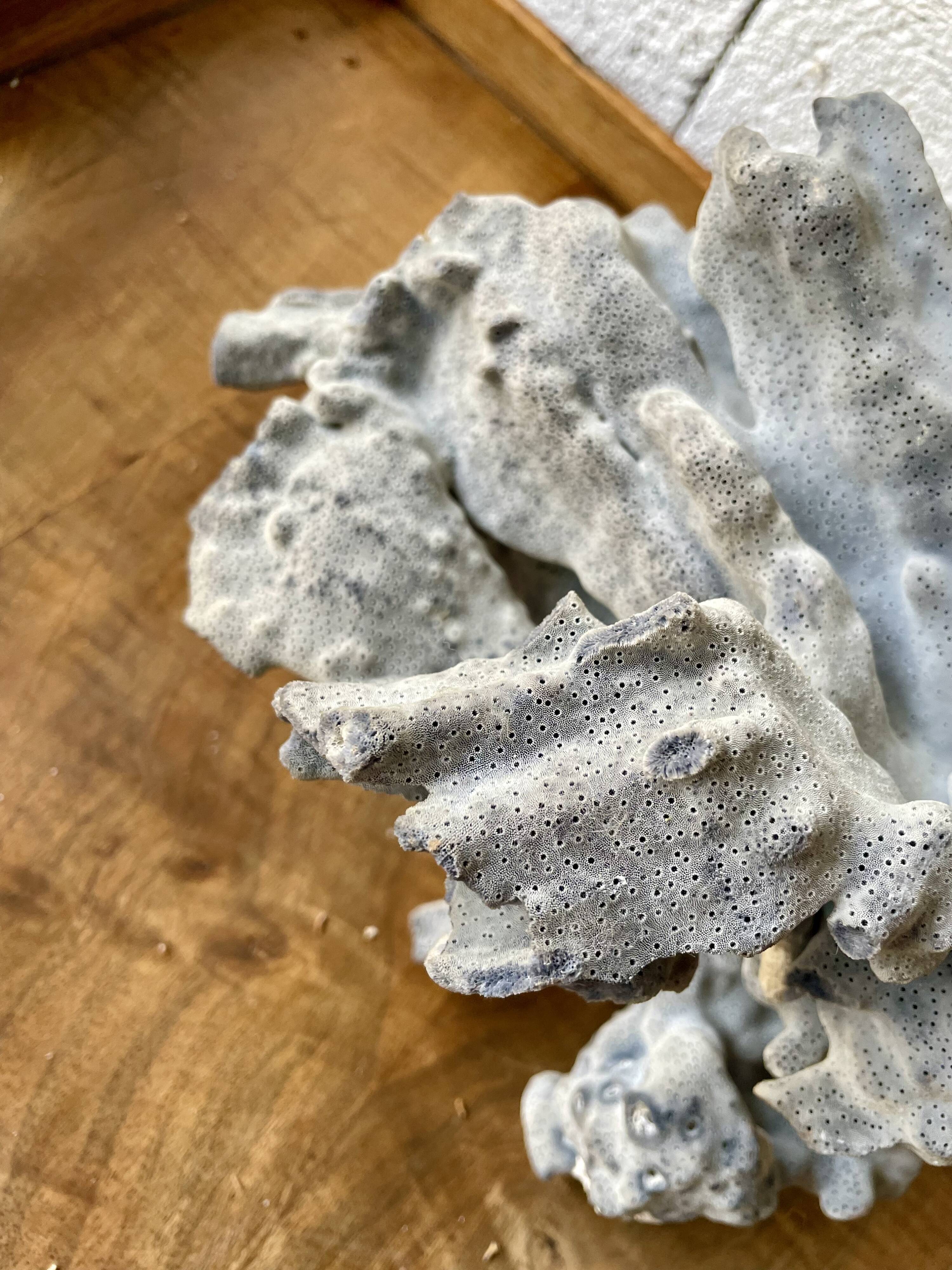 Blue coral