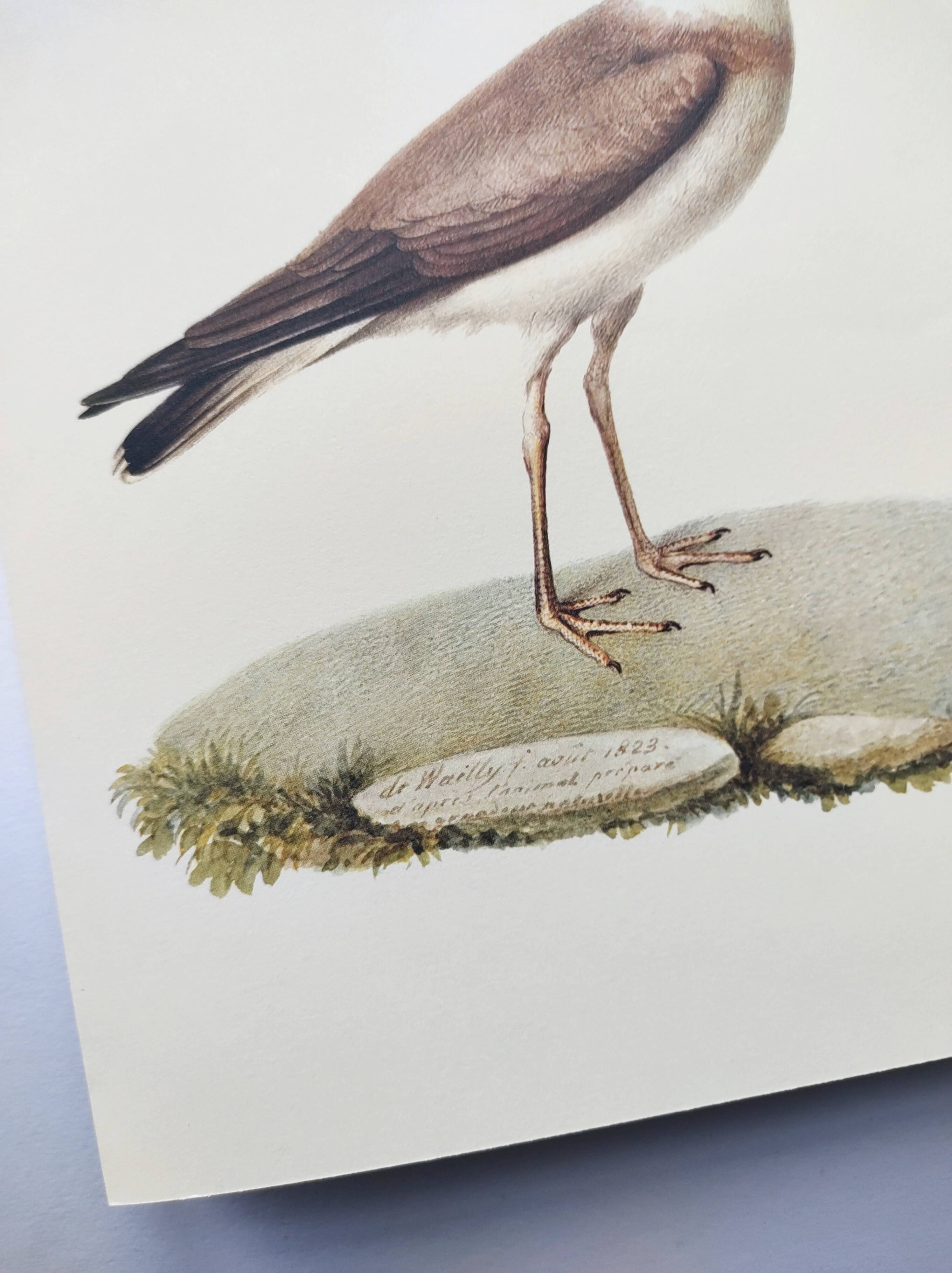 Birds board - Herodotus' plover - Natural zoological illustration