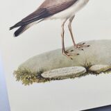 Birds board - Herodotus' plover - Natural zoological illustration