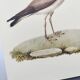 Birds board - Herodotus' plover - Natural zoological illustration