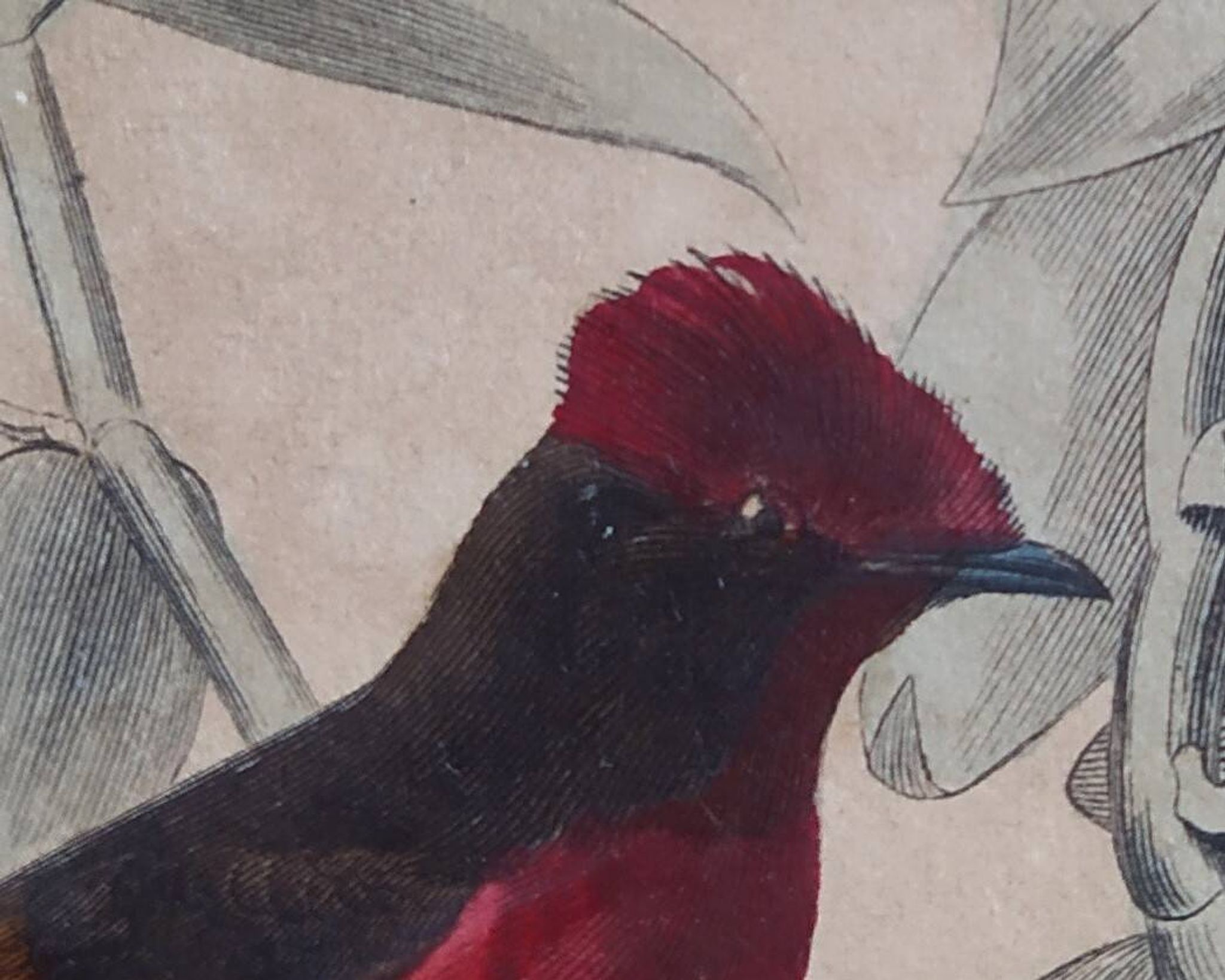 Planche Ornithologique Buffon 1838 "Coq de Roche, Ouette & Cordon Bleu"