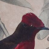 Ornithological Plate Buffon 1838 "Rooster of Rock, Goose & Cordon Bleu"