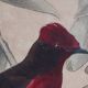 Ornithological Plate Buffon 1838 "Cock of the Rock, Goose & Blue Cordon"