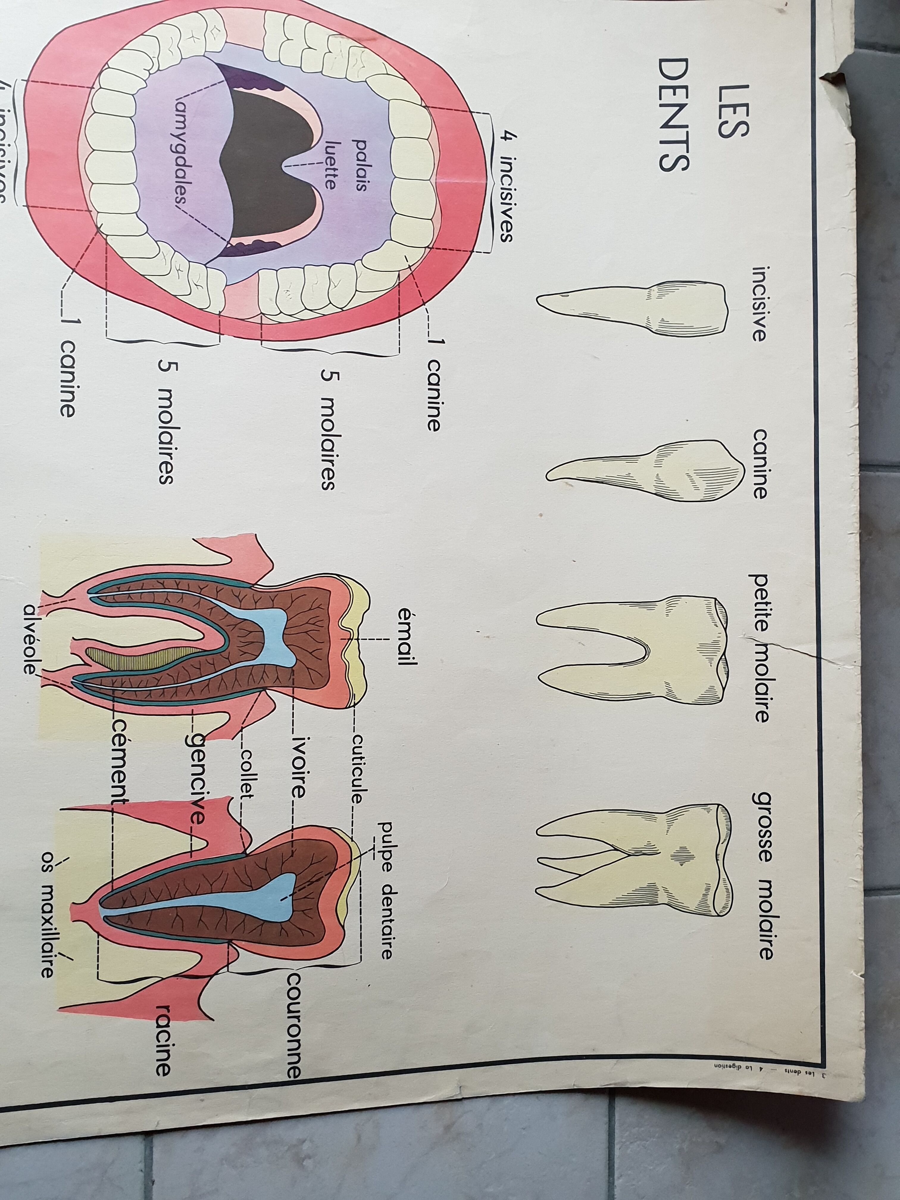 School poster Nightingale N ° 3 the teeth N ° 4 the Digestion