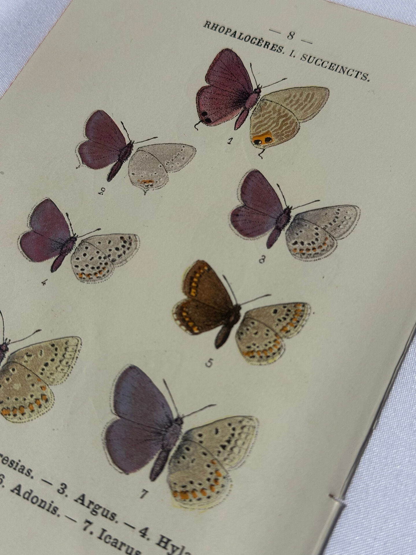 Planche Botanique Gravure Papillon naturaliste ancienne 19eme