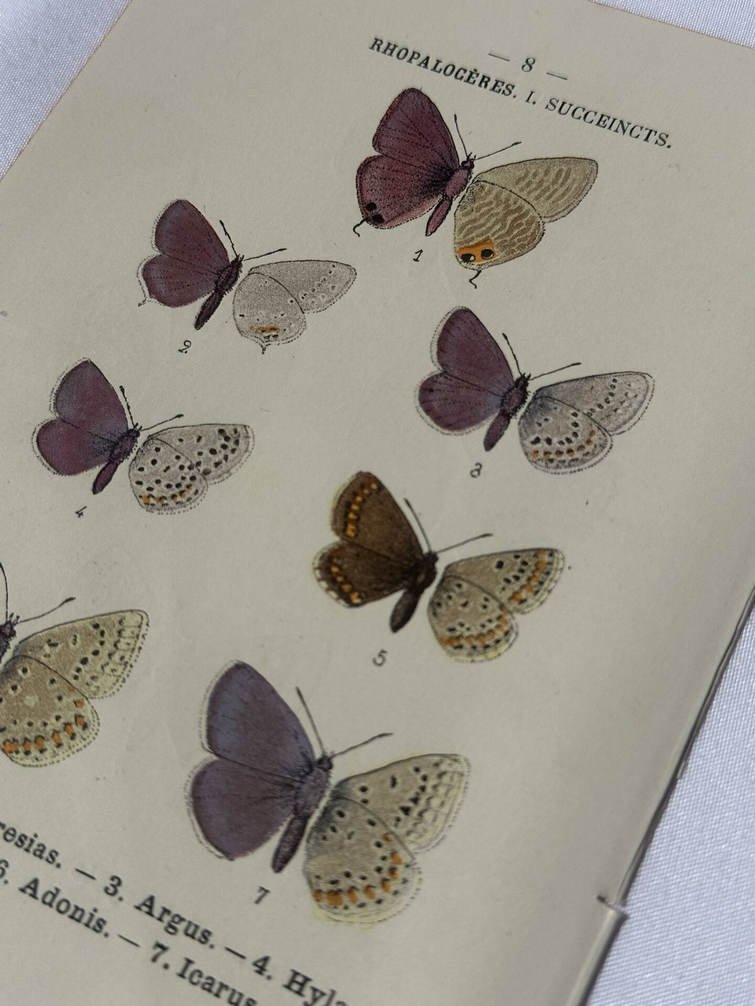 🦋 Botanical Plate Engraving of a Butterfly, 19th Century Naturalist