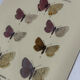 Planche Botanique Gravure Papillon naturaliste ancienne 19eme