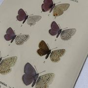 🦋 Botanical Plate Engraving of a Butterfly, 19th Century Naturalist
