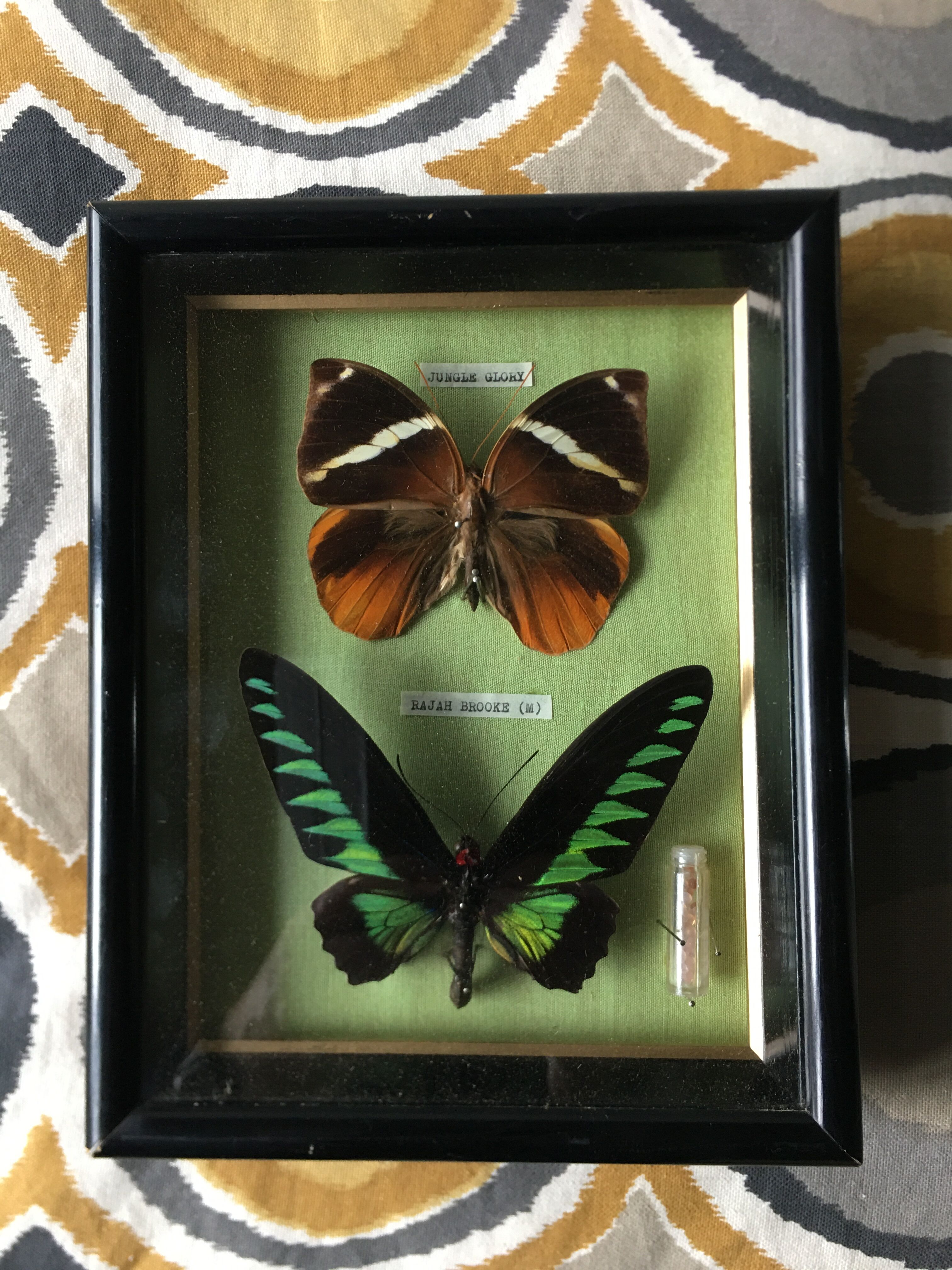 Vintage frame naturalized butterflies