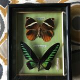 Vintage frame naturalized butterflies