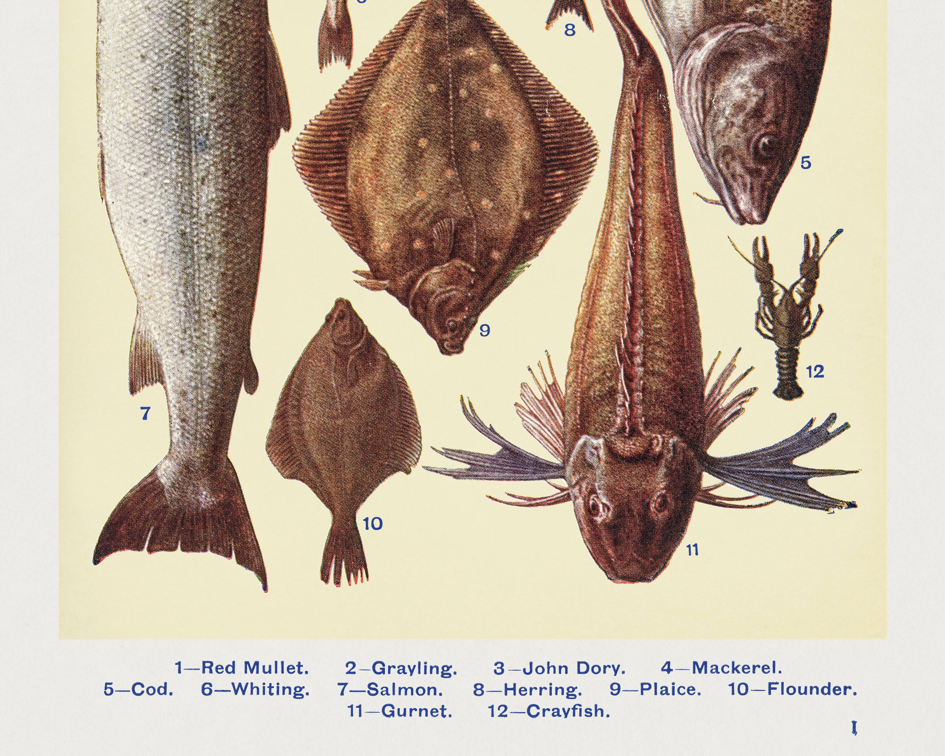 Poster about fish, based on an old lithograph from 1923.
