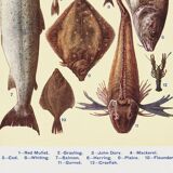 Poster about fish, based on an old lithograph from 1923.