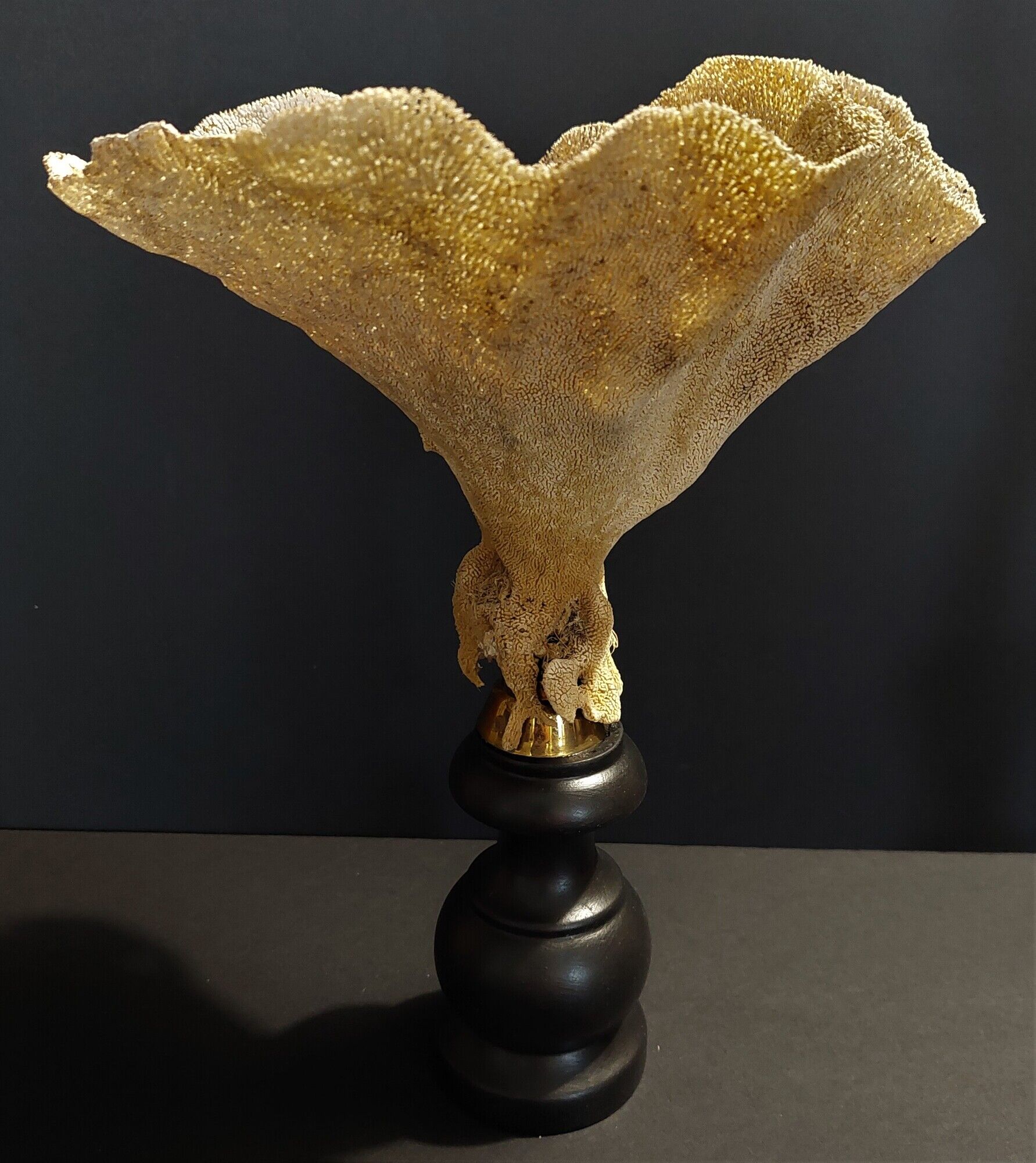 Cabinet of Curiosities sponge cut carteriospongia foliascens on base