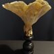 Cabinet of Curiosities sponge cut carteriospongia foliascens on base