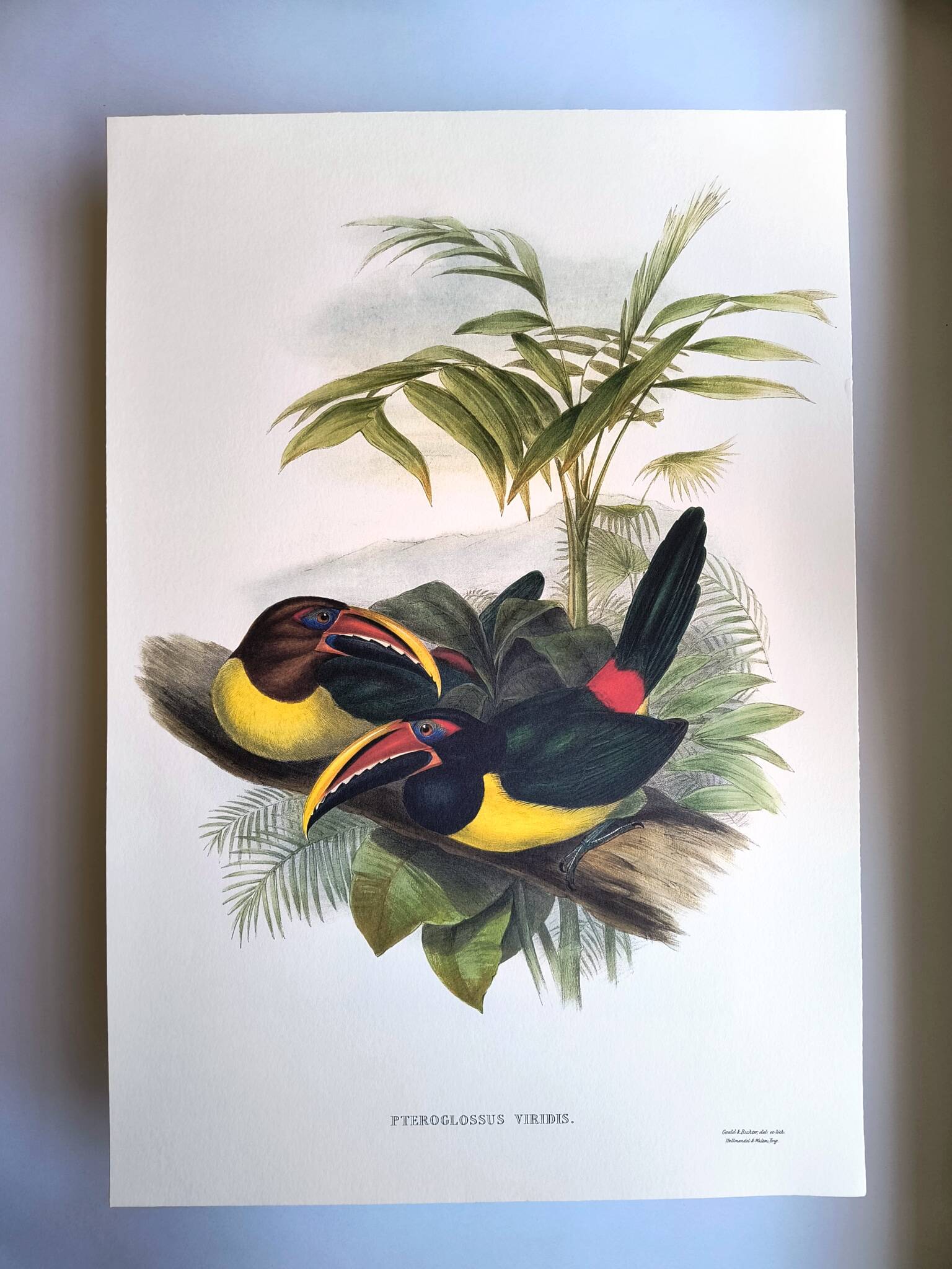 Vintage Board - Green Aracari by John Gould. Exotic Bird Illustration