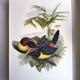 Vintage Board - Green Aracari by John Gould. Exotic Bird Illustration