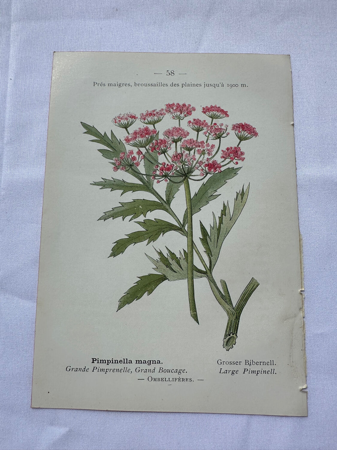 Botanical plate of a French plant from the 18th century, double-sided.