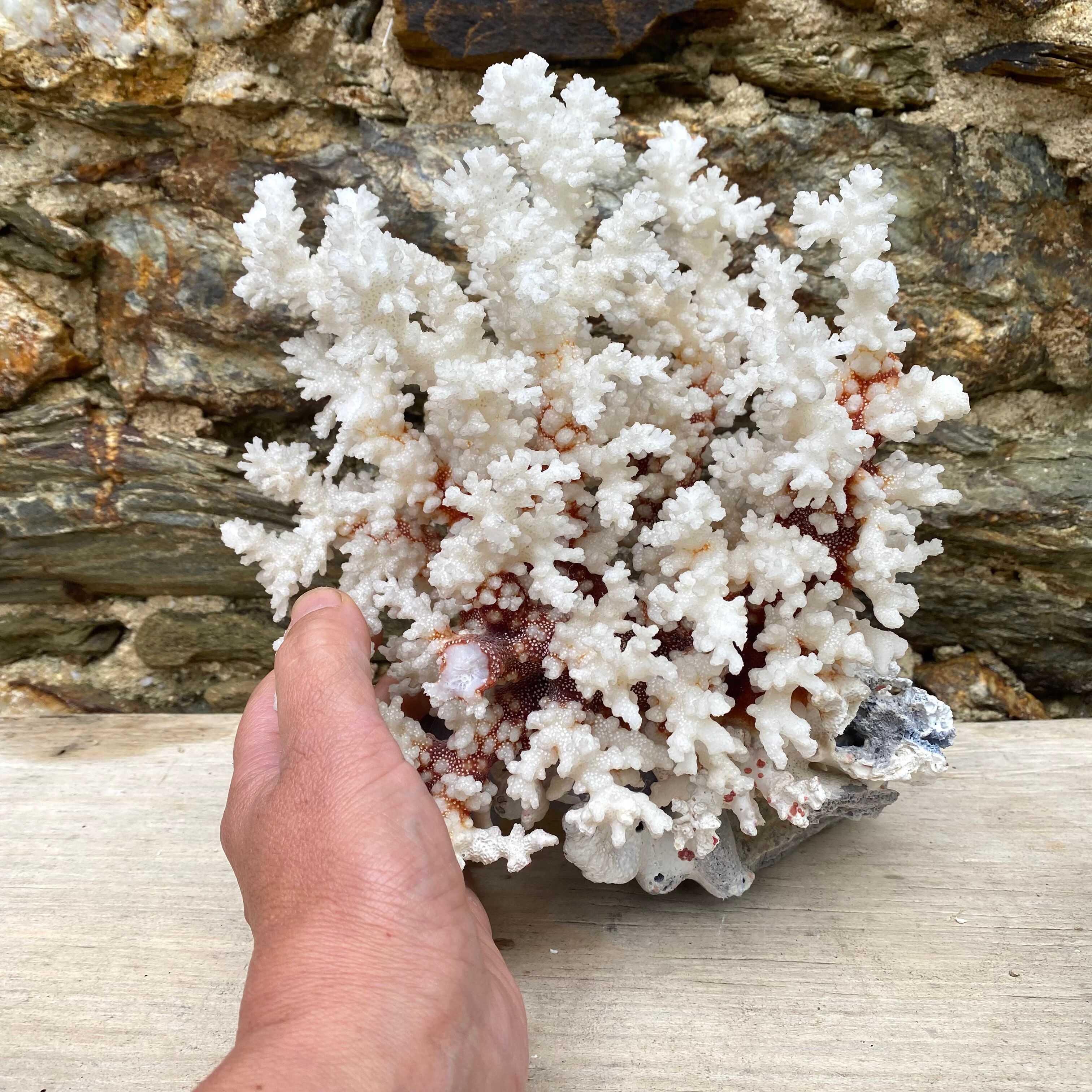 Grand corail blanc