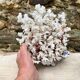 Grand corail blanc