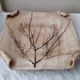 Herbarium cut dish