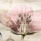 Biology of the flower, Ross, Morin, educational grid, 1900