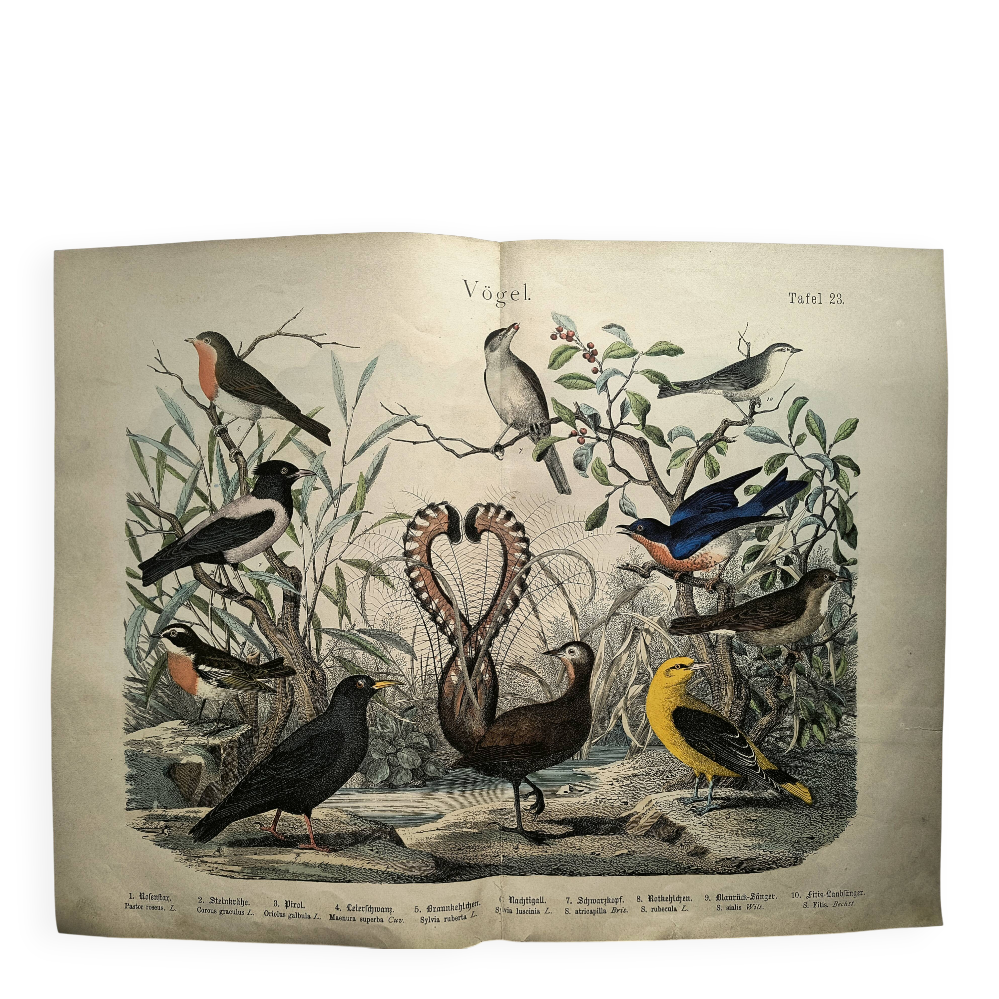 Old engraving from 1886 - Nightingale and birds - Vintage nature lithograph