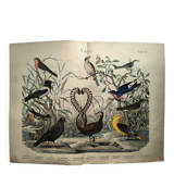 Old engraving from 1886 - Nightingale and birds - Vintage nature lithograph