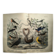 Old engraving from 1886 - Nightingale and birds - Vintage nature lithograph