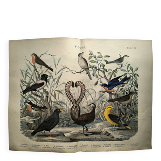 Old engraving from 1886 - Nightingale and birds - Vintage nature lithograph