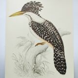 Antique plate - Kingfisher - bird and nature, Vintage 1970