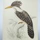 Planche ancienne -Roi des Martins-Pêcheurs- oiseau et nature, Vintage 1970