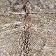 Vintage Moroccan Berber rug 303 x 210 cm