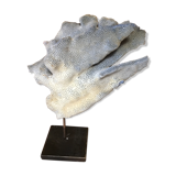 Coral on plinth